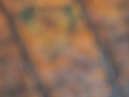 Colorful blur dry leaf backgroundの写真素材