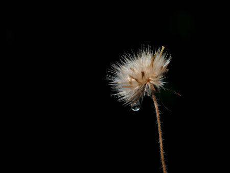 Water droplet on the grassの写真素材