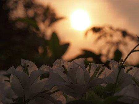 Beautiful morning sunlight in summerの写真素材