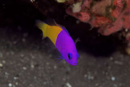 Tropical fishの写真素材