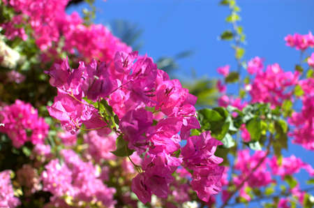 Bougainvillea
