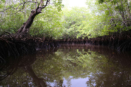 Mangrove forest