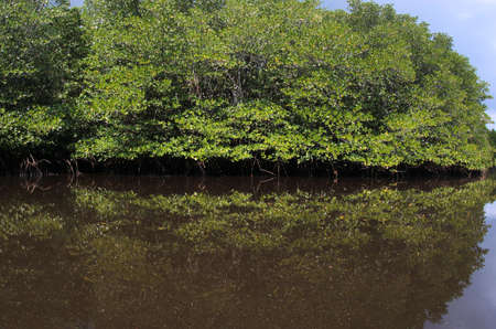 Mangrove forestの写真素材