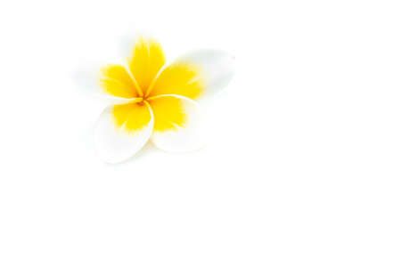 Plumeria white backgroundの写真素材