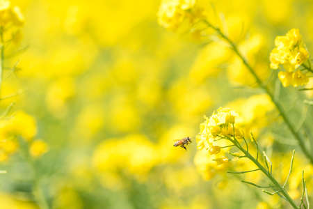 Rape Blossom Gardenの写真素材