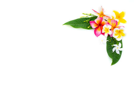 Plumeria and jasmine frame white background