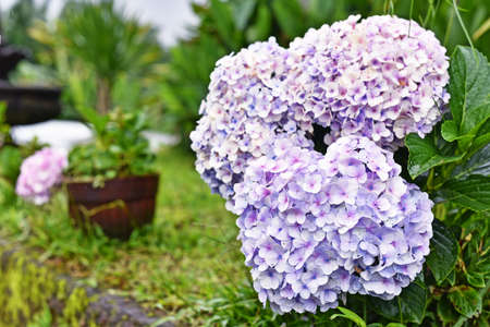 Purple hydrangeasの写真素材