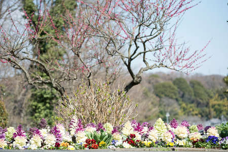 Plum blossoms and flower beds