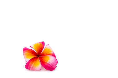 Plumeria white backgroundの写真素材