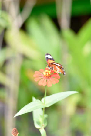 Butterflies of the Southの写真素材