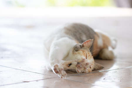 A cat lying on the floor