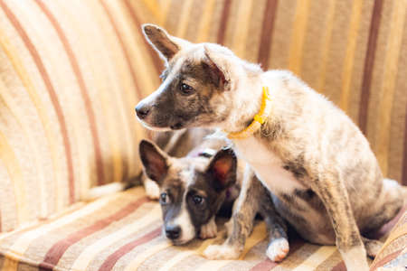 Close-up of the brown puppy