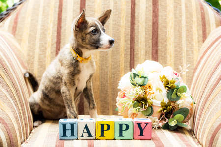 Happy Messages and Puppiesの写真素材