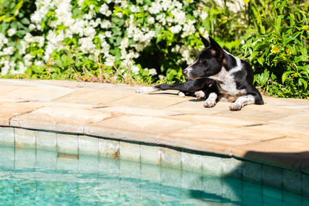 Black and white merrasted dog relaxing by the pool with white flowersの写真素材