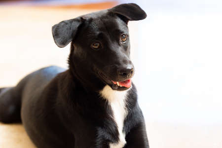 a black dog sitting on the floor of a white tileの写真素材