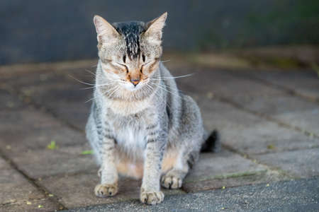 Brown cat sitting on cobblestoneの写真素材