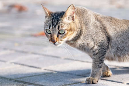 Grey cat walking on cobblestoneの写真素材