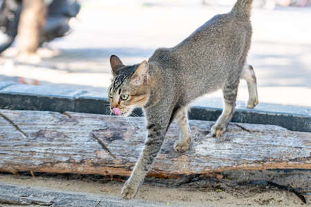 Grey cat walking on cobblestone