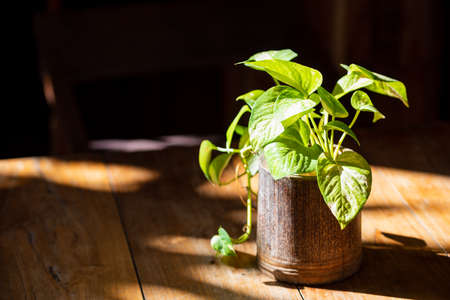 A stylish cafe with foliage plantsの写真素材