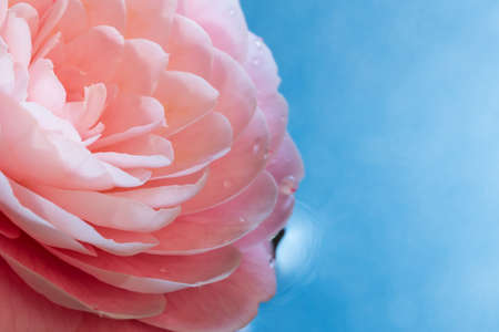 Image of peony flower floating on water (blue background)の写真素材