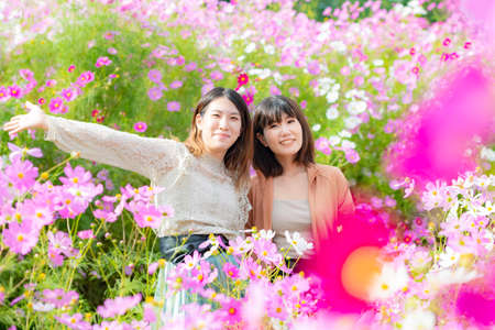Women's group sightseeing trip in cosmos flower gardenの写真素材