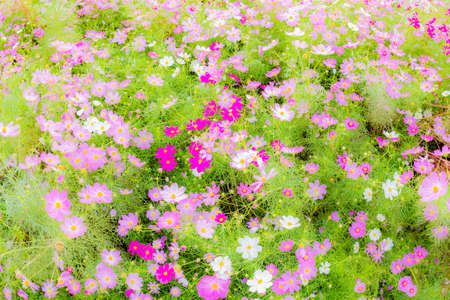 癒しの風景の写真 イラスト素材一覧 3 427件 ストックフォトのamanaimages Plus