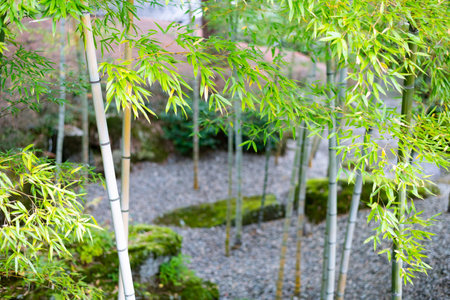 Scenery of Japanese garden with bambooの写真素材