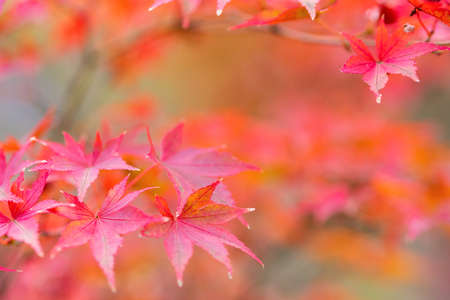 Image of maple maple leaves redの写真素材