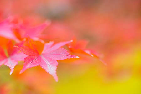 Image of maple maple leaves red