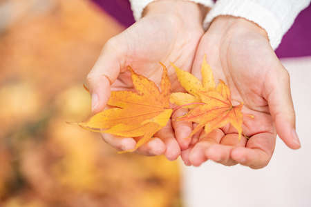 Close-up of fallen leaves of fir on women's palmsの写真素材