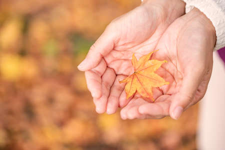 Close-up of fallen leaves of fir on women's palmsの写真素材