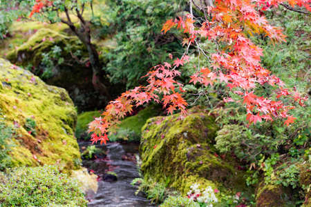 Image of maple maple leaves redの写真素材