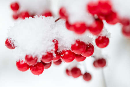 Winter image Snowy scenery with red southern skyの写真素材
