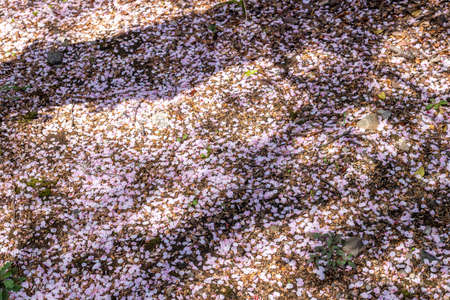 Cherry blossom petalsの写真素材
