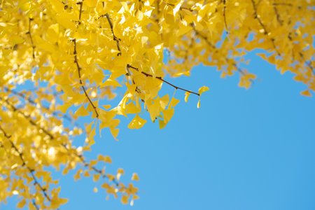Image of yellow ginkgo biloba and blue sky with autumn leaves