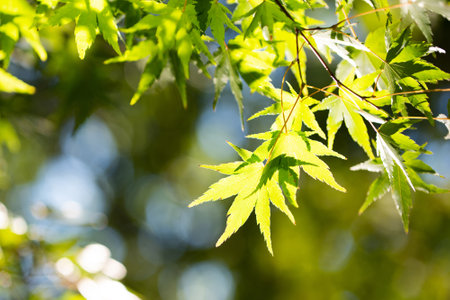 Image of the sun filtering through the treesの写真素材