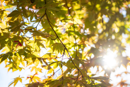 Image of the sun filtering through the trees
