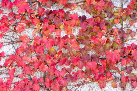 Ivy leaves with red leaves in autumn