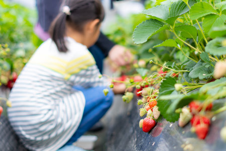 Strawberry picking. Selective focus on the strawberry berries.の写真素材