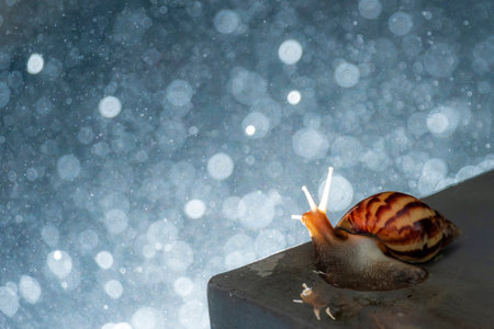 Snail on a dark background with bokeh and rain.の写真素材