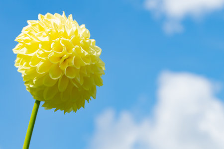 Yellow dahlia flower on blue sky background with copy space.の写真素材