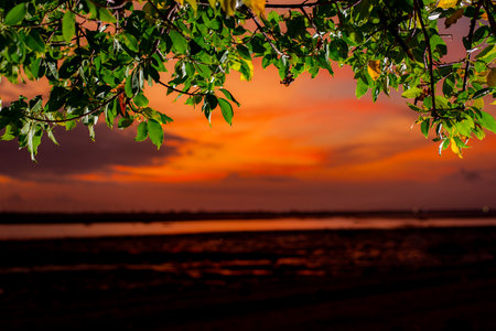 Sunset on the beach with green tree and orange sky background.の写真素材