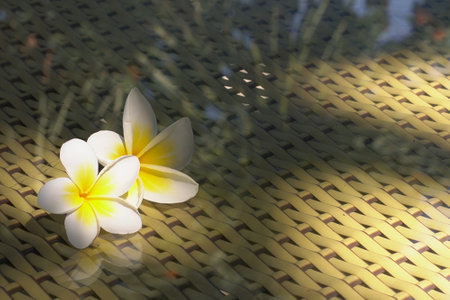 White frangipani flowers on a bamboo matの写真素材