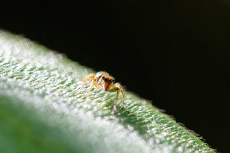 jumping spider on green leaf in the wild nature or in the garden