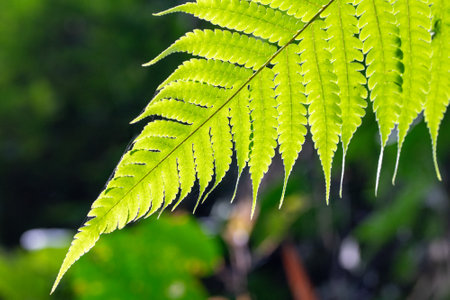 Green fern leaf in the forest, closeup of photo.