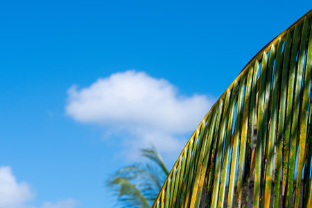Palm tree against the blue sky with clouds. Tropical background.の写真素材