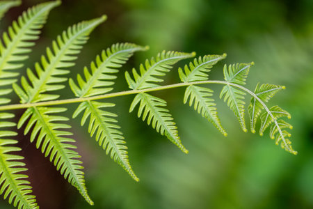 Close up of green fern leaf with blur backgroundの写真素材