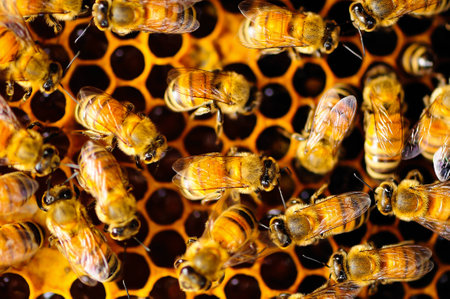 Bee and its Honeycomb, hive or beehive has a beautiful pattern color, yellow gold shine as natural art.の写真素材
