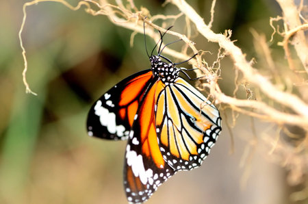 ?Butterfly, A Common Tiger Butterfly.の写真素材