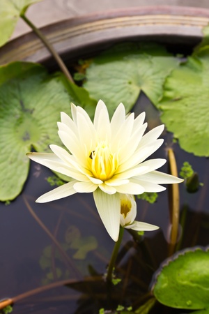 white lotus flowerの写真素材